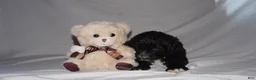 Mixed Breed dogs for sale: Fifi - Ad 3