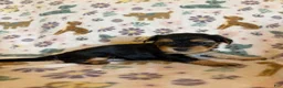 Morkie dogs for sale: Cash - Ad 2