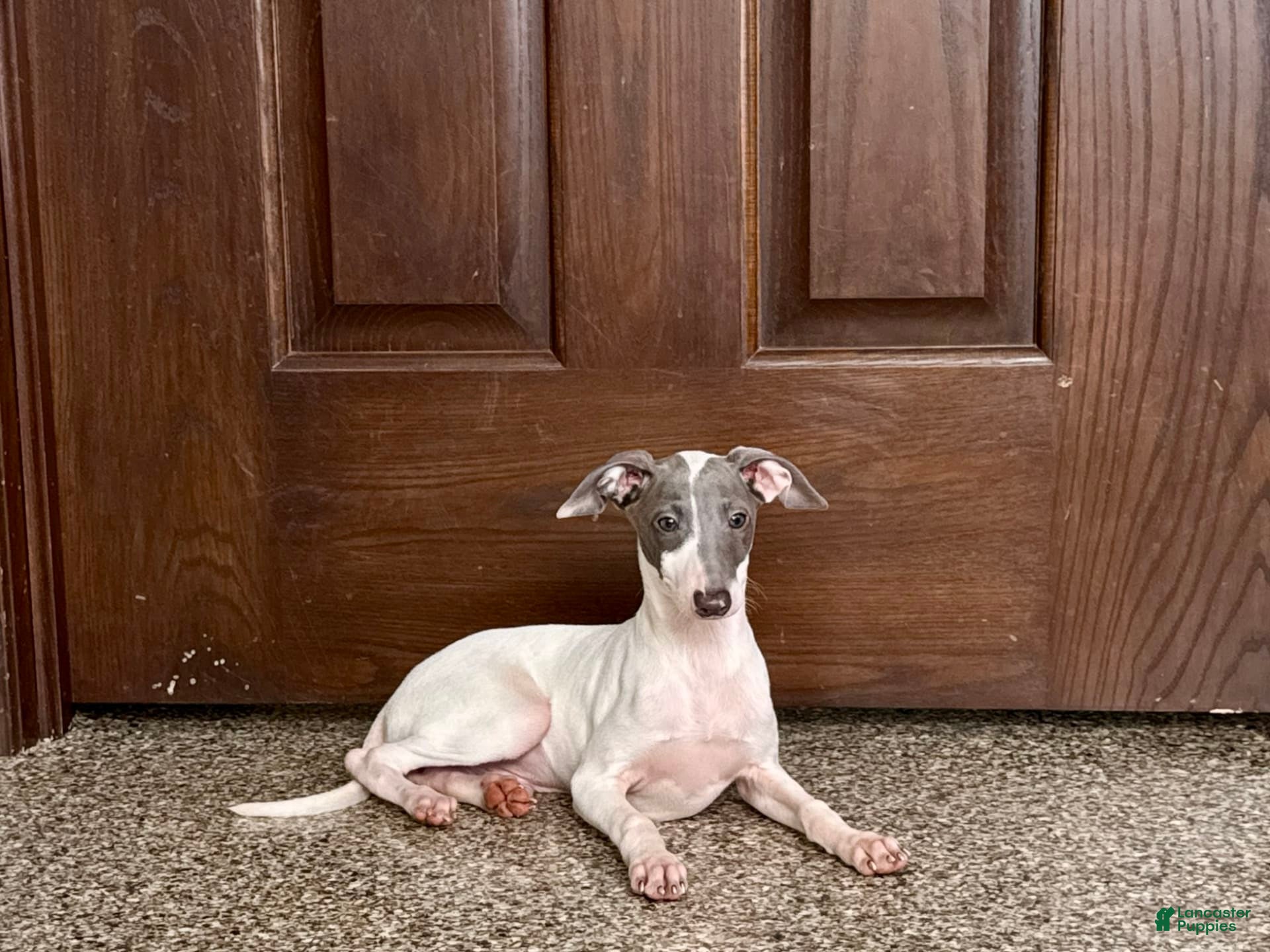 Italian Greyhound dogs Jace - Ad 2