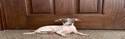 Italian Greyhound dogs for sale: Jace - Ad 2