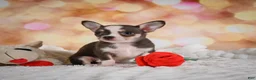 Chihuahua dogs for sale: Bailey - Ad 11