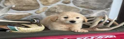 Golden Retriever dogs for sale: Ava - Ad 2