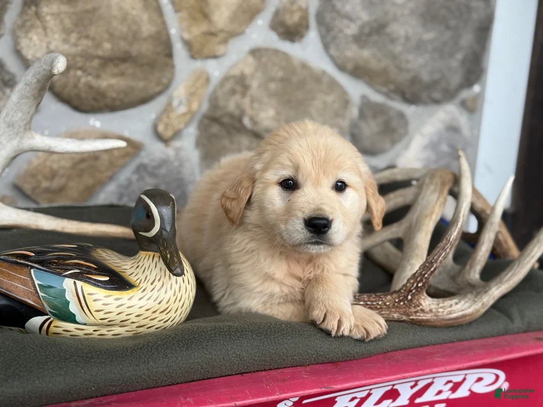 Golden Retriever dogs for sale: Ava - Ad 2