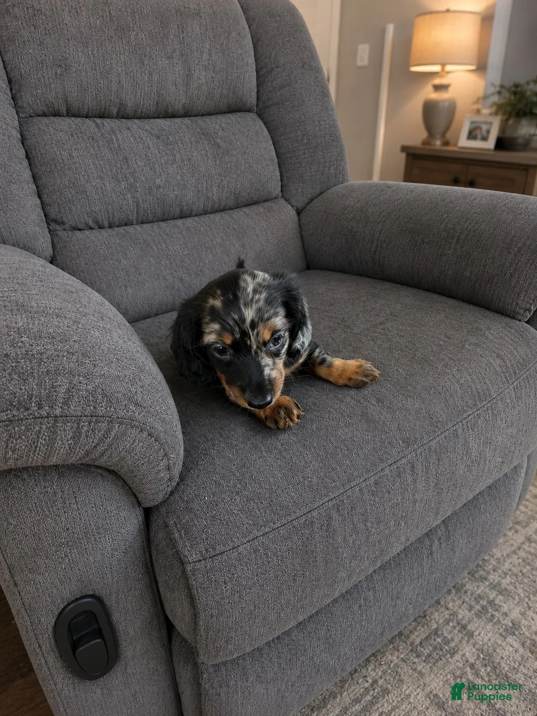 Miniature Dachshund dogs for sale: Miniature Dachshund 1 - Ad 2