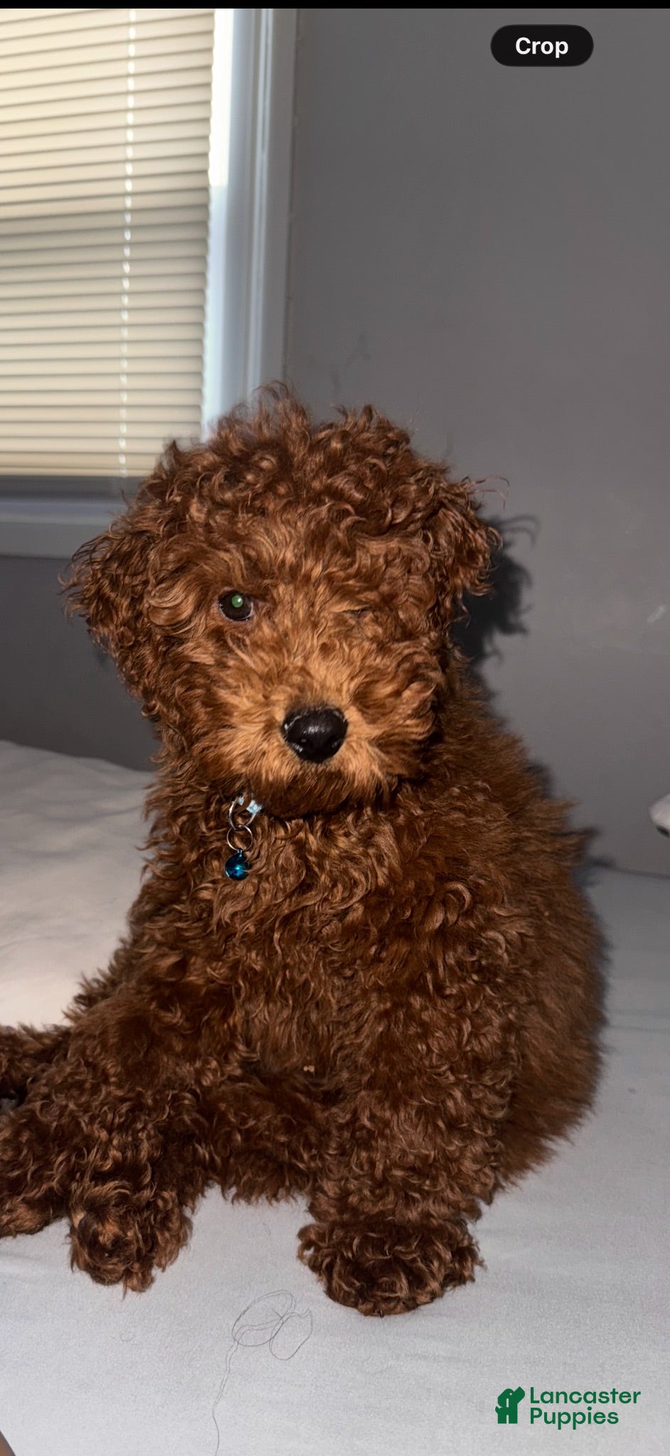 Miniature Poodle dogs Miniature Poodle 1 - Ad 39