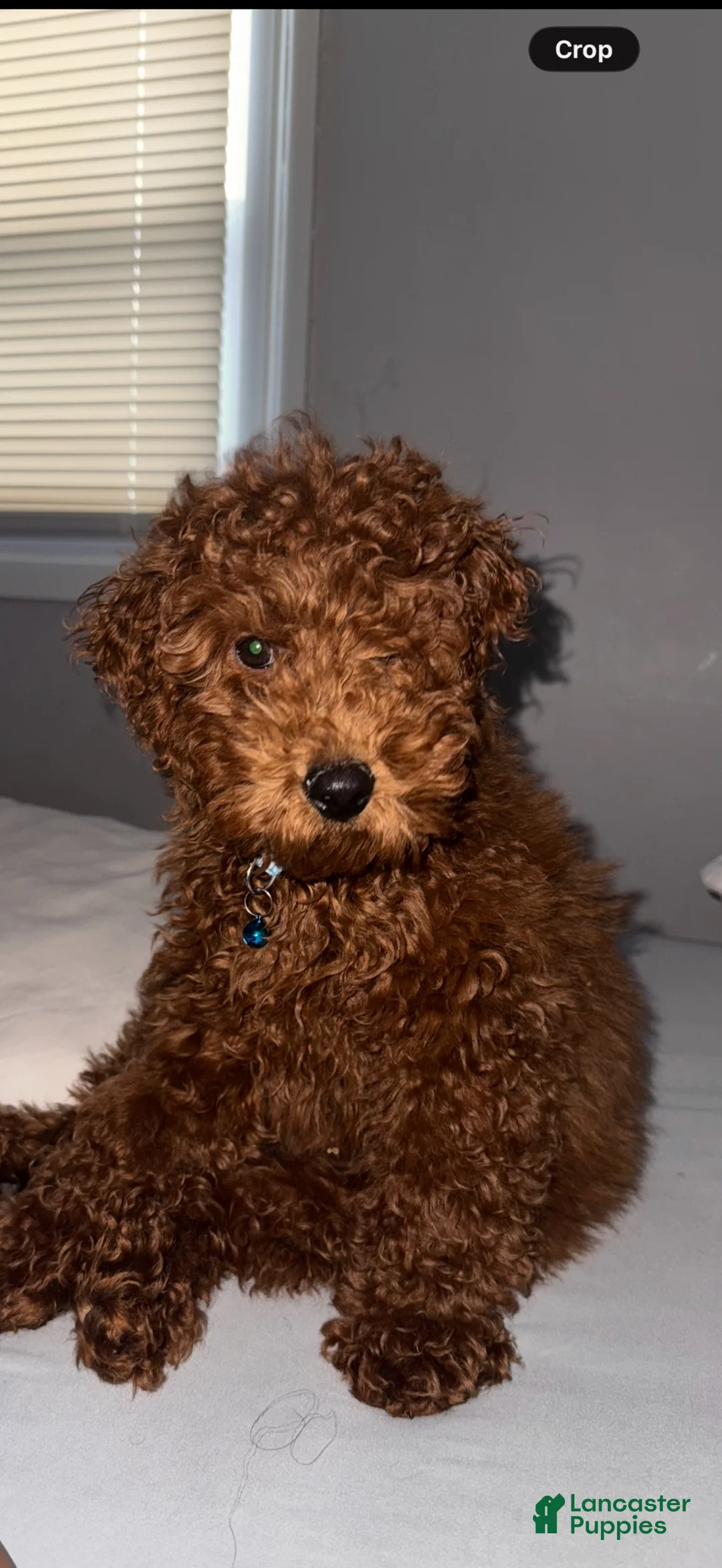Miniature Poodle dogs for sale: Miniature Poodle 1 - Ad 1