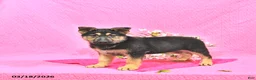 German Shepherd dogs for sale: Sabiya - Ad 5