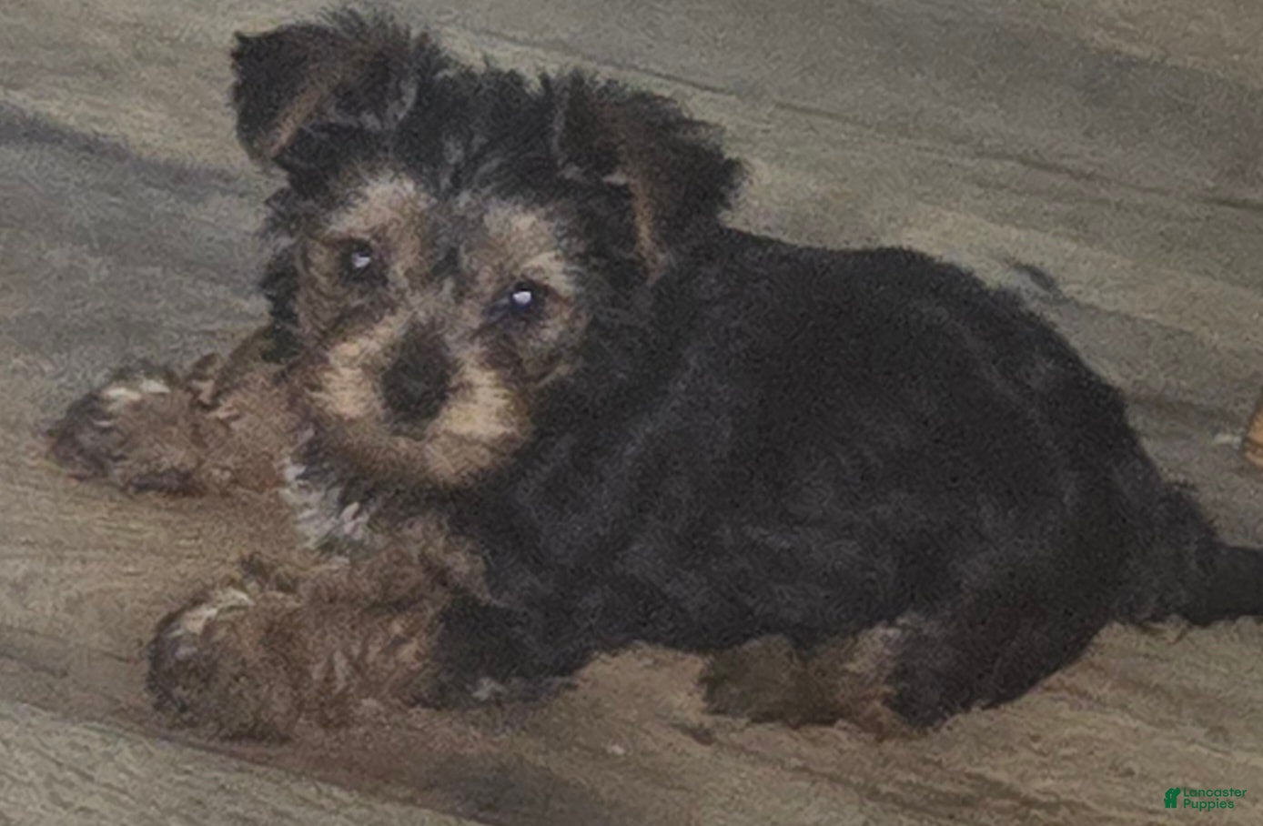 Yorkshire Terrier dogs Biggie  - Ad 2