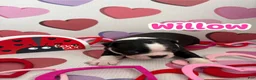 Boston Terrier dogs for sale: Boston Terrier Puppy 2 - Ad 3