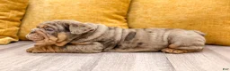 English Bulldog dogs for sale: Felix - Ad 6
