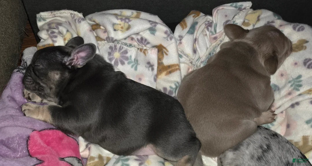 French Bulldog dogs for sale: Chanelle - Ad 6