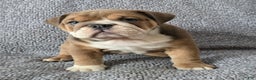 English Bulldog dogs for sale: Bethea - Ad 7