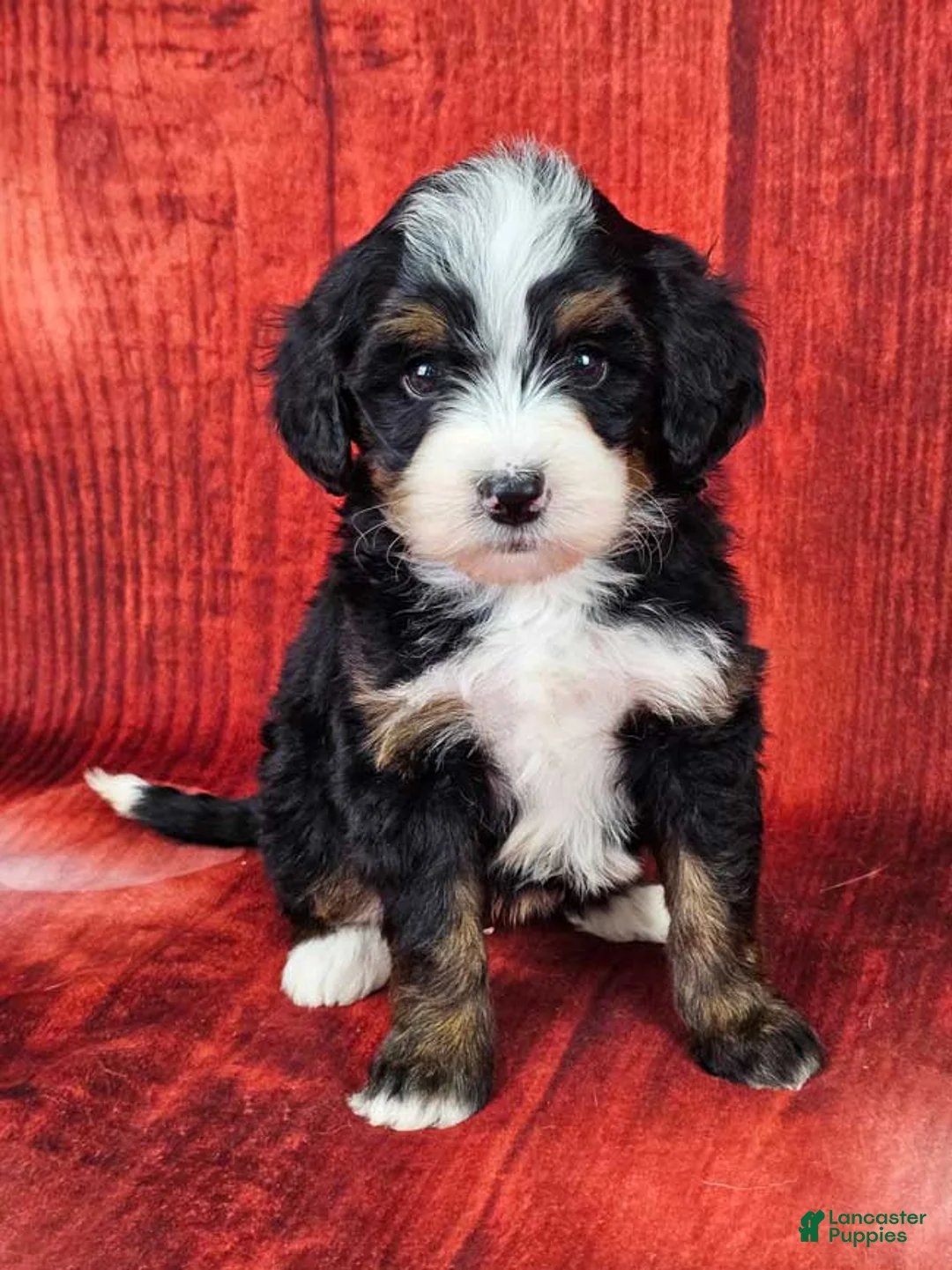 Mini Bernedoodle dogs for sale: Bowie - Ad 1