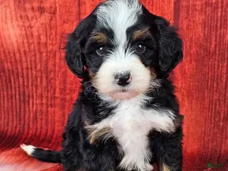 Mini Bernedoodle dogs Bowie - Ad 6