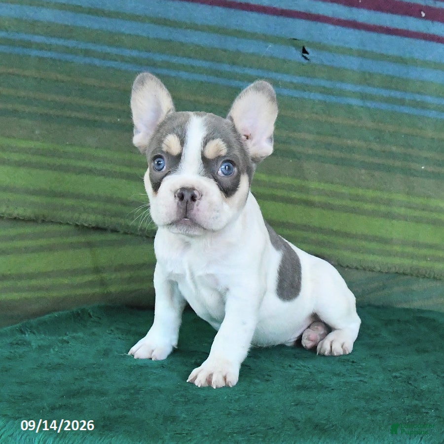 French Bulldog dogs Ozzy - Ad 2
