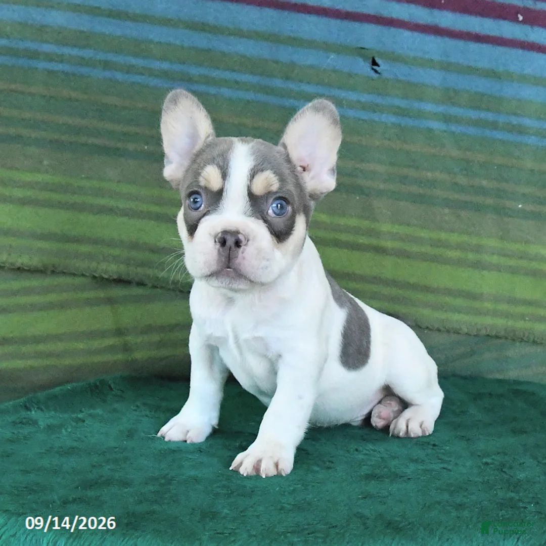 French Bulldog dogs for sale: Ozzy - Ad 2
