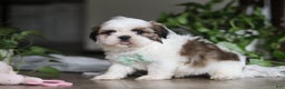 Shih Tzu dogs for sale: Logan - Ad 8