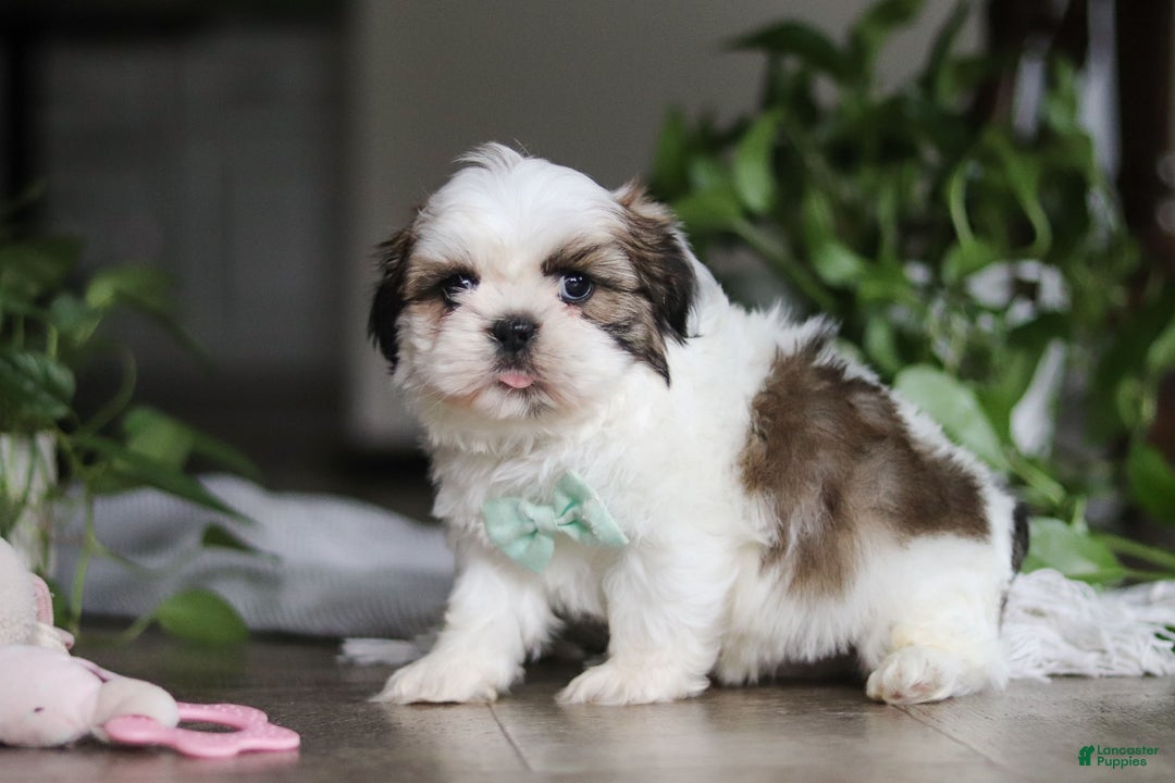Shih Tzu dogs for sale: Logan - Ad 8