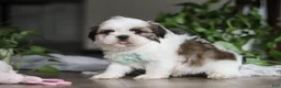 Shih Tzu dogs for sale: Logan - Ad 8