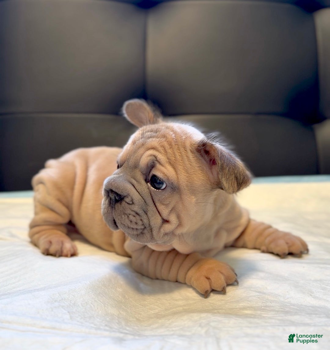 French Bulldog dogs for sale: French Bulldog Puppy 4 - Ad 3