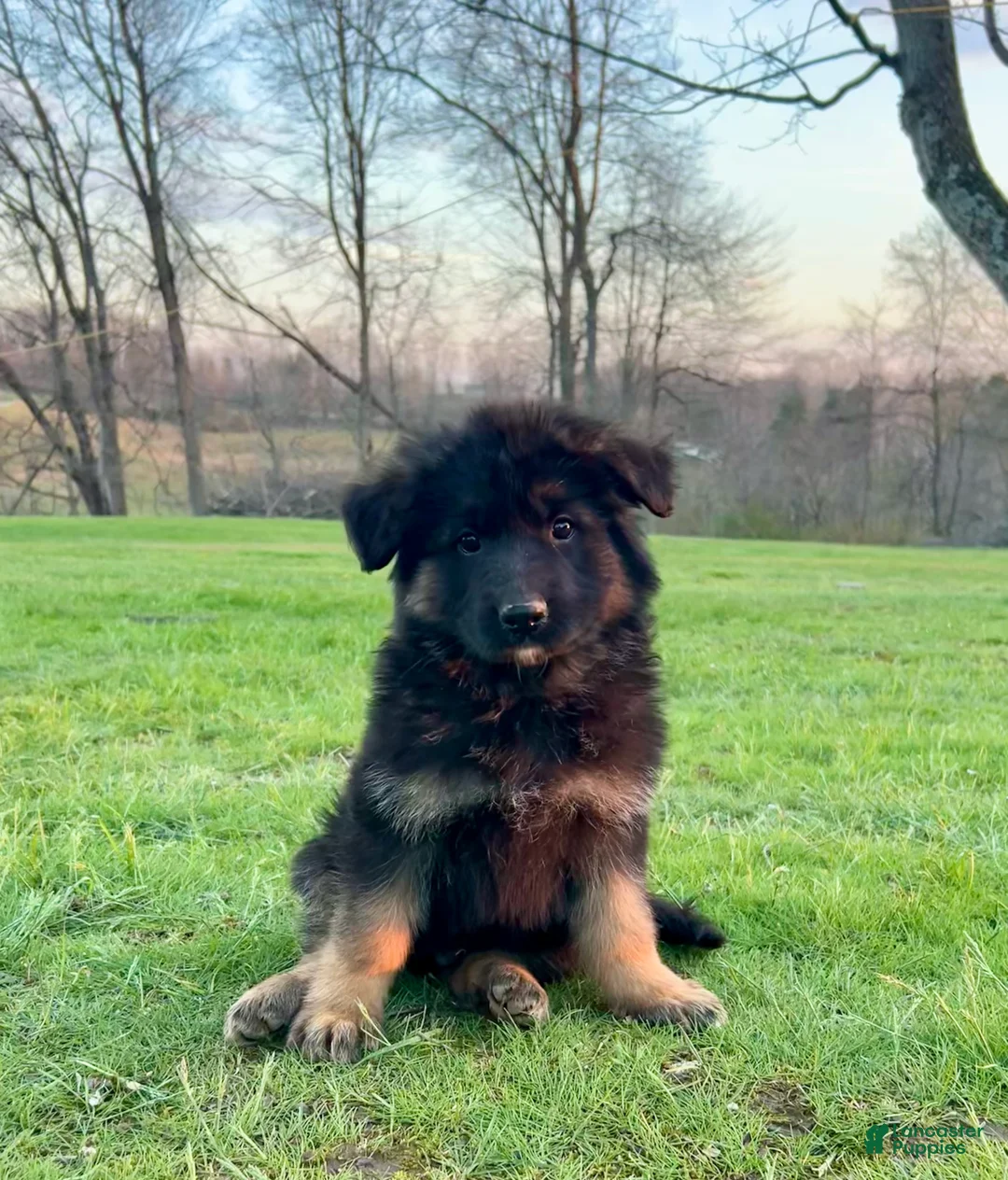 German Shepherd dogs for sale: Ruger - Ad 1