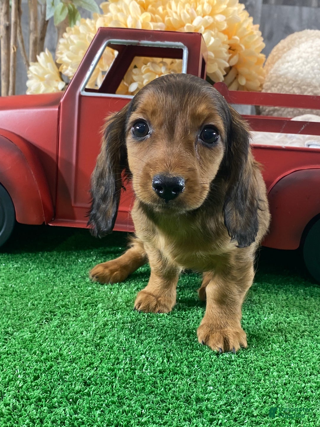 Dachshund dogs for sale: Dixie - Ad 2