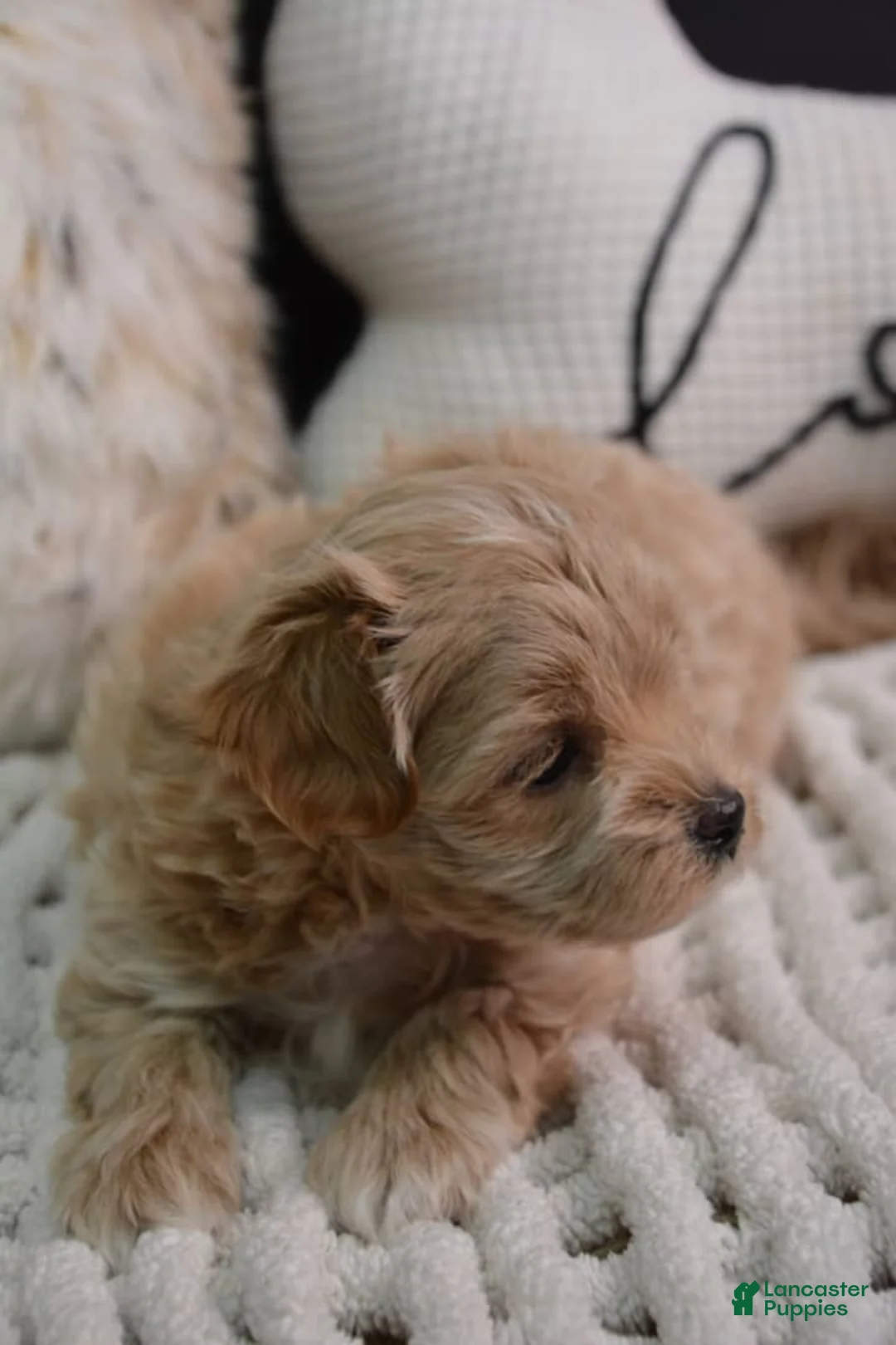 Maltipoo dogs for sale: Tom - Ad 10