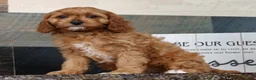 Cavapoo dogs for sale: Tracy - Ad 5