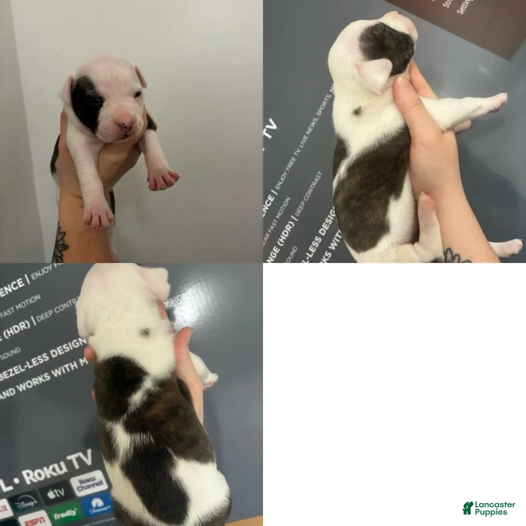 American Staffordshire Terrier dogs for sale: American Staffordshire Terrier 8 - Ad 2