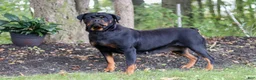 Rottweiler dogs for sale: Honey - Ad 8