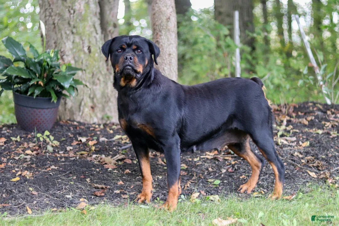 Rottweiler dogs for sale: Honey - Ad 8