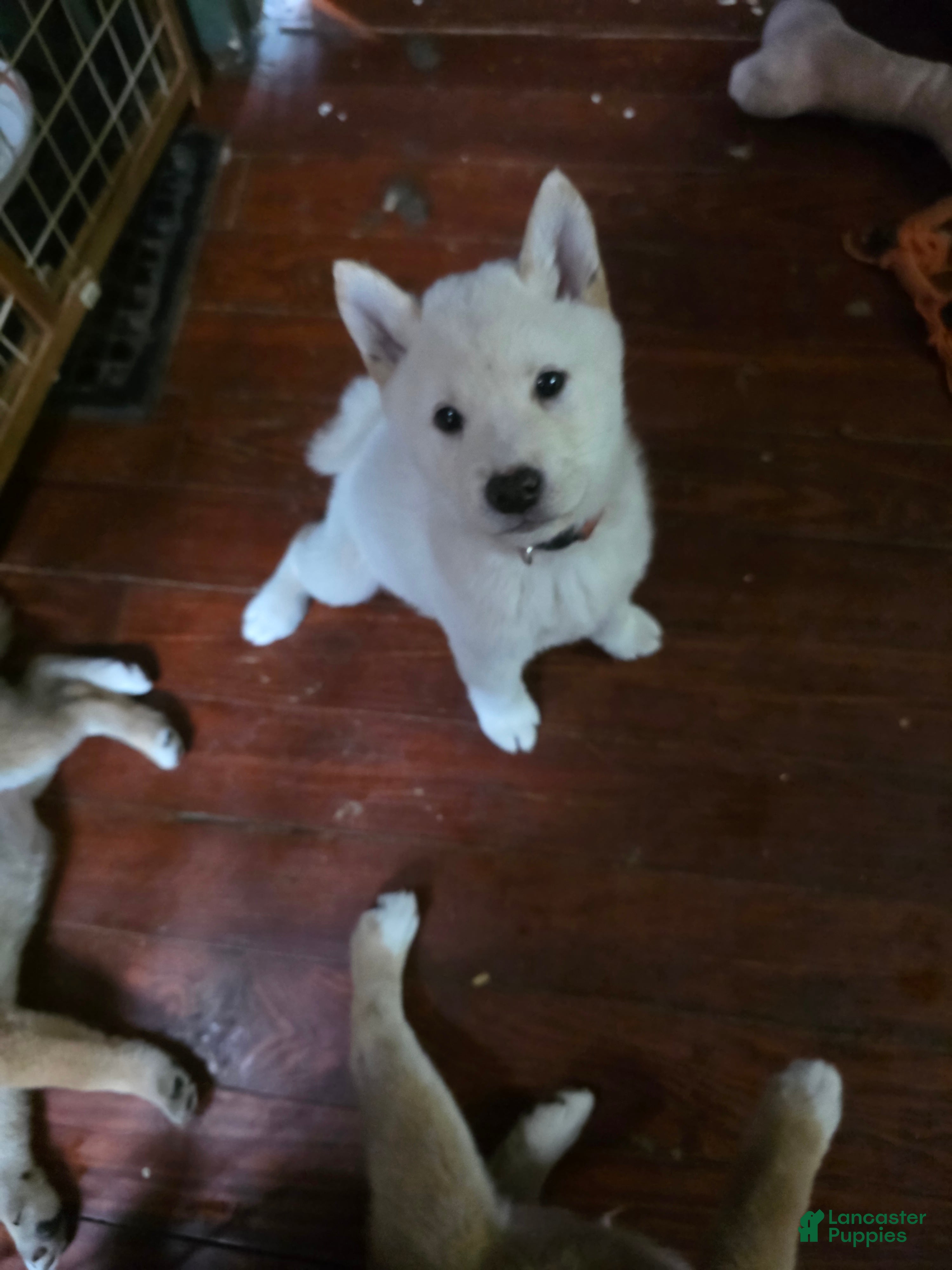 Shiba Inu dogs Cream male - Ad 1