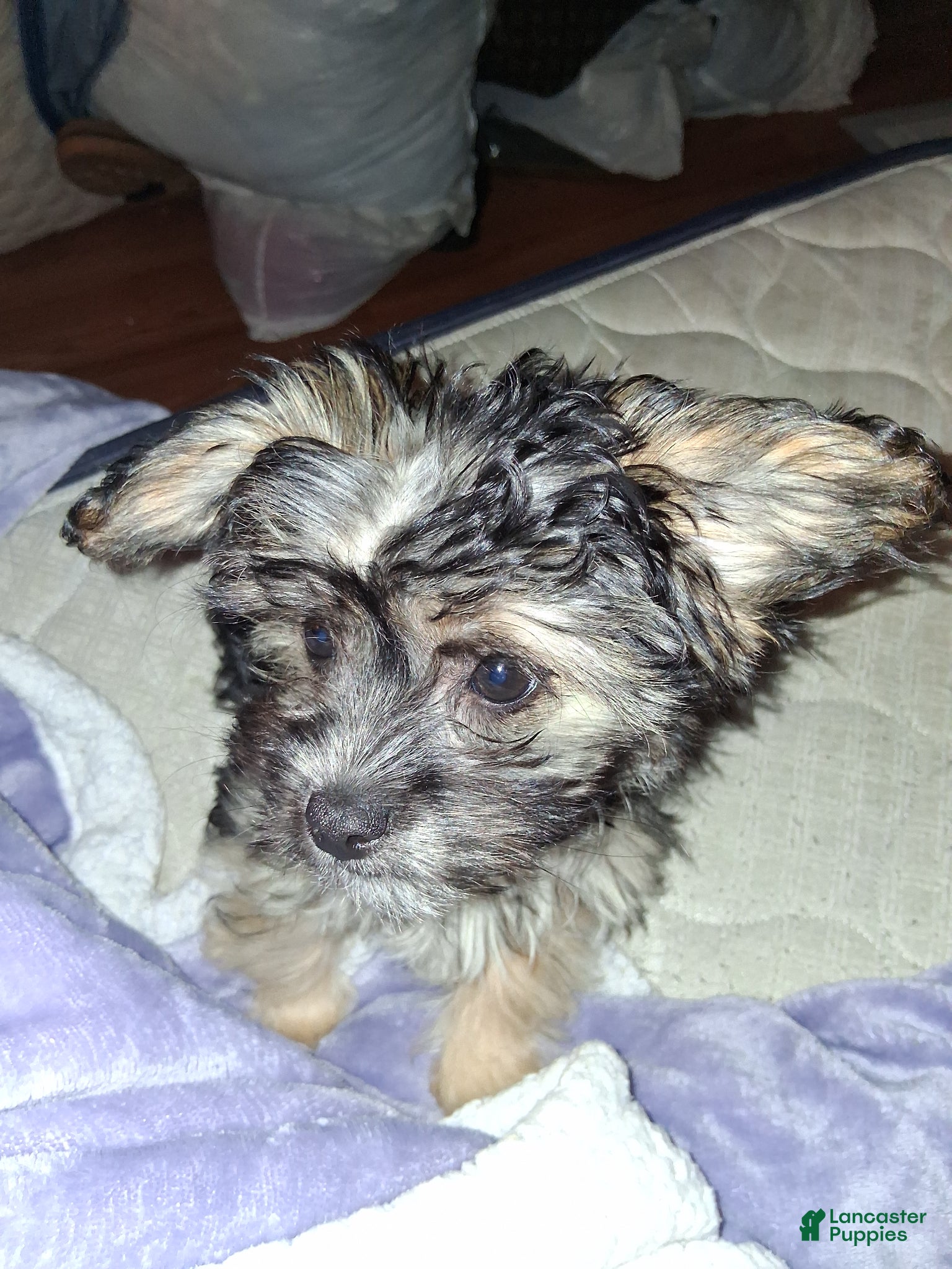 Mixed Breed dogs for sale: Morkie (Mocha) - Ad 2