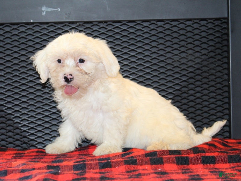 Mixed Breed dogs Tara - Ad 5