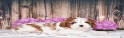 Cavalier King Charles Spaniel dogs for sale: Bronx - Ad 7