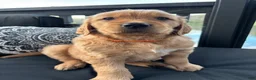 Golden Retriever dogs for sale: Golden Retriever Puppy 2 "ORANGE" - Ad 2