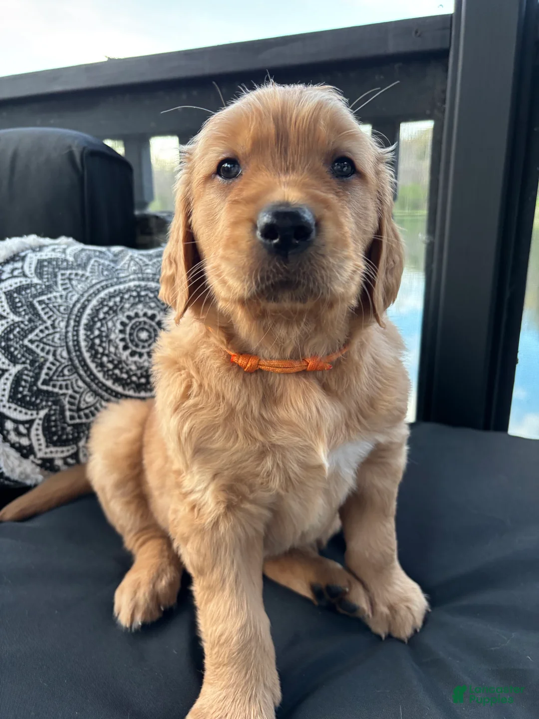 Golden Retriever dogs for sale: Golden Retriever Puppy 2 "ORANGE" - Ad 2