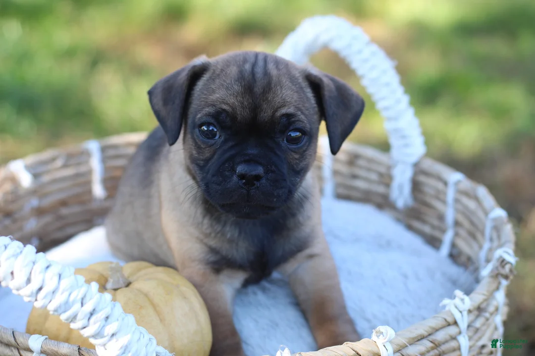 Jug dogs for sale: Teddy - Ad 1