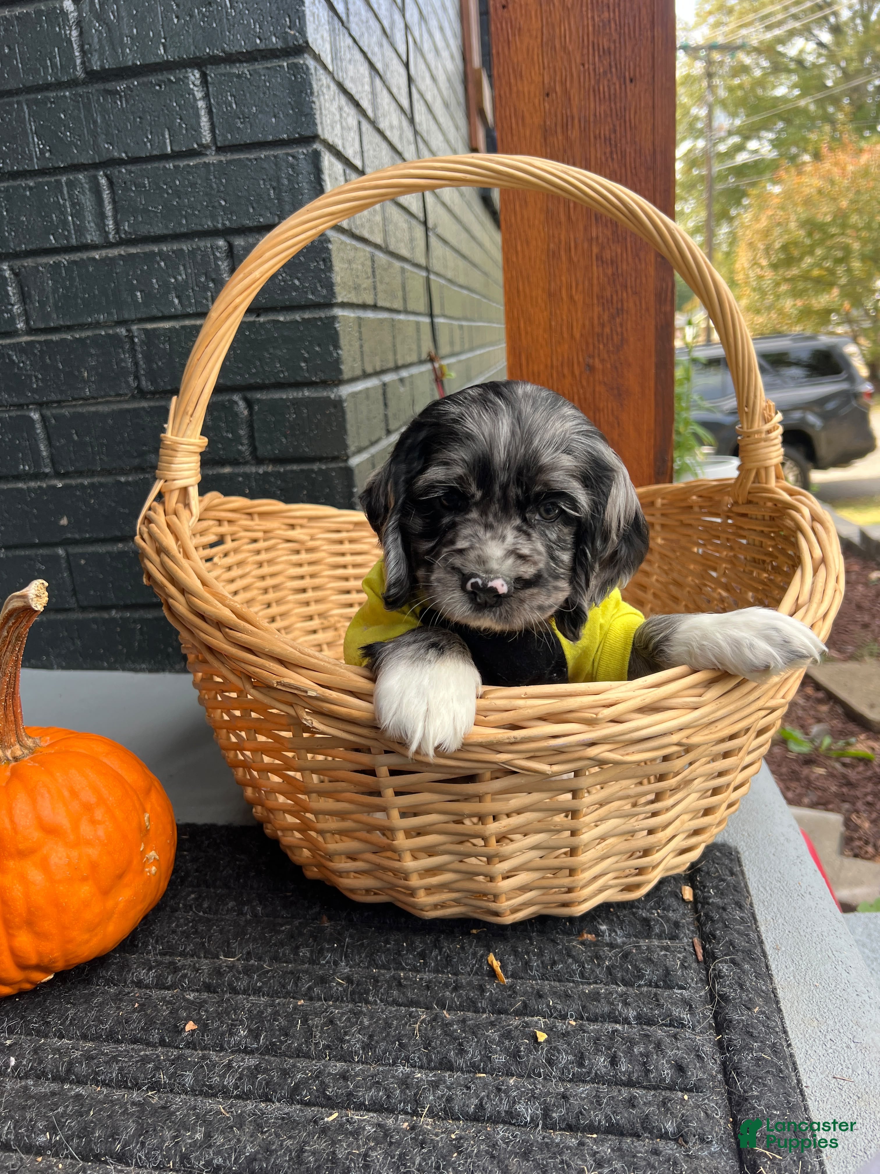 Cocker Spaniel dogs for sale: 🦇🖤Batman 🦇🖤 - Ad 2