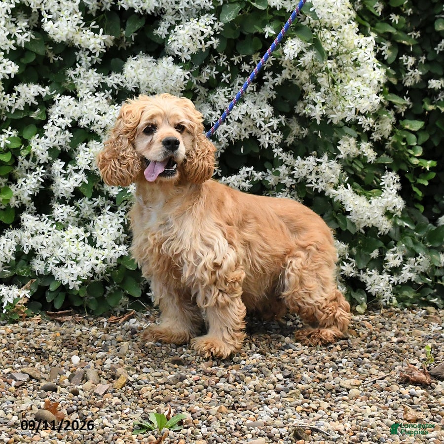 English Cocker Spaniel dogs Fadella - Ad 2