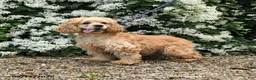 English Cocker Spaniel dogs for sale: Fadella - Ad 2