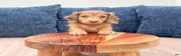 Miniature Dachshund dogs for sale: Sophie - Ad 3