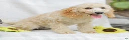 Goldendoodle dogs for sale: Mckenzie - Ad 4