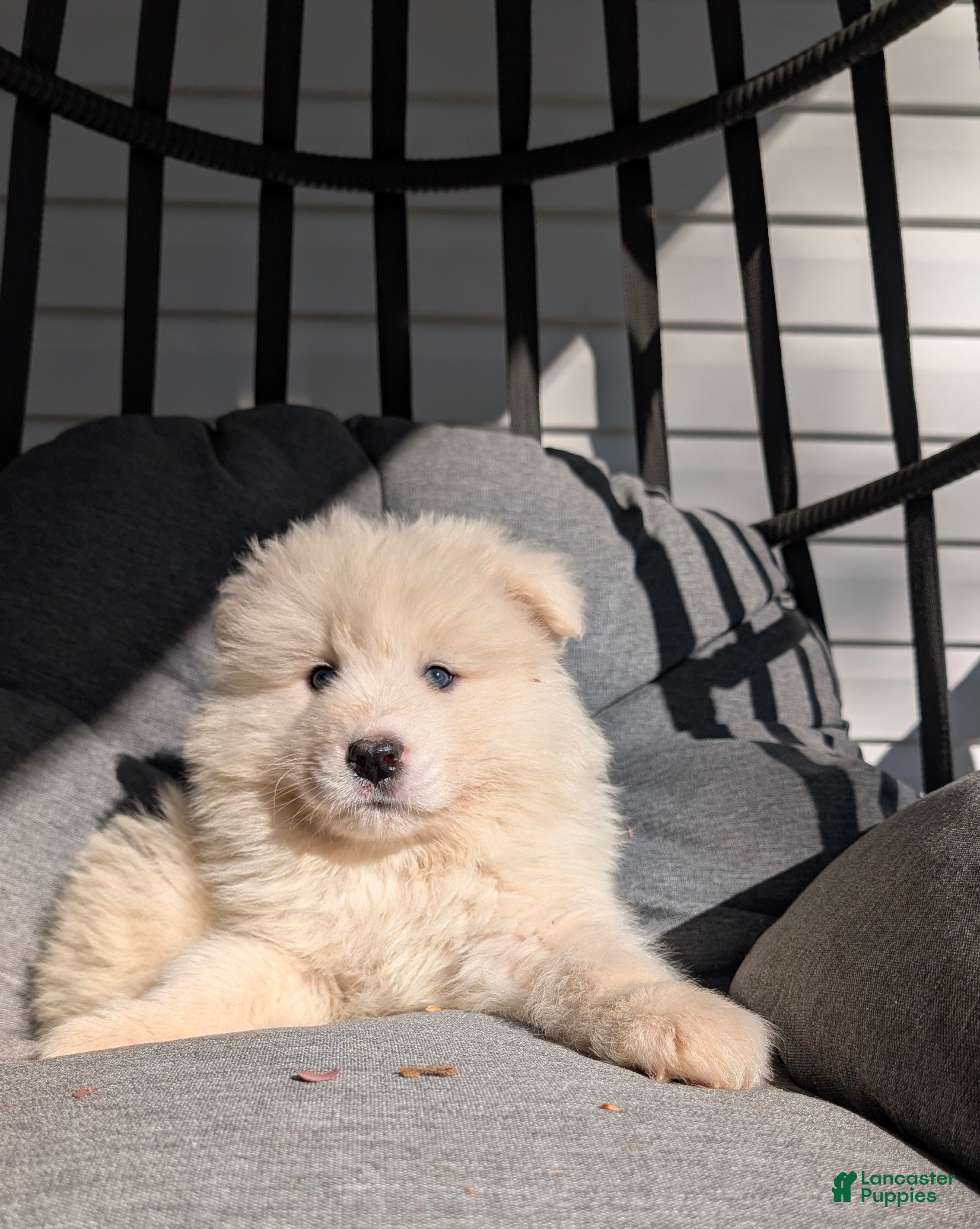 Samoyed dogs Brady - Ad 2