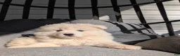 Samoyed dogs for sale: Brady - Ad 2