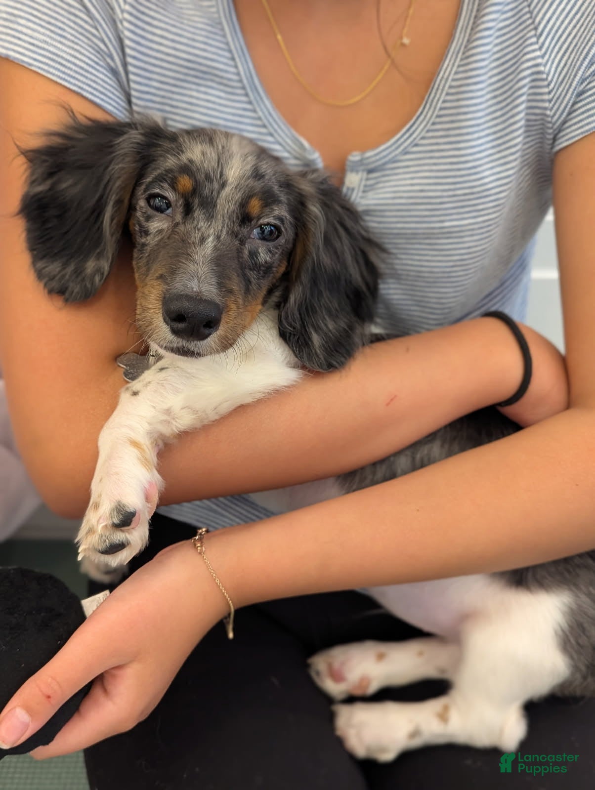 Miniature Dachshund dogs Frost - Ad 1