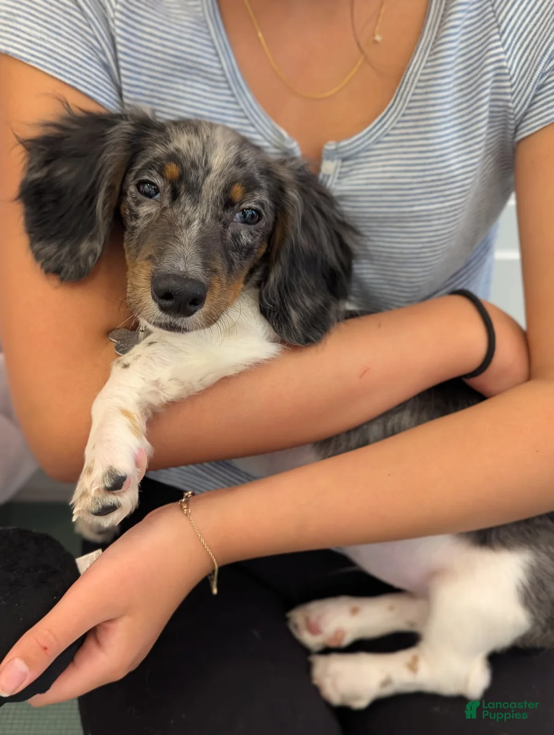 Miniature Dachshund dogs for sale: Frost - Ad 1