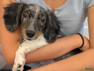 Miniature Dachshund dogs for sale: Frost - Ad 4