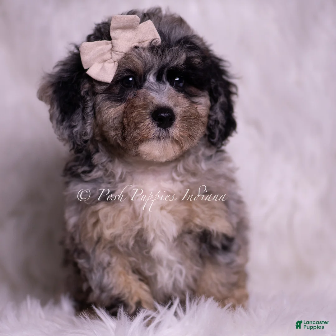 Miniature Poodle dogs for sale: Aster - Ad 1