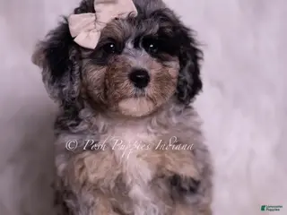 Miniature Poodle dogs Aster - Ad 19